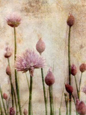 Alliumblüte - Claudia Gründler - Array auf  - Array - 