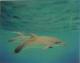 dolphins dolphins