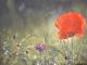 Sommerwiese Sommerwiese