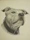 mein Hund - Marc Fregona - Sonstiges auf Papier -  - Fotorealismus