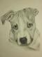 mein Hund als Welpe - Marc Fregona - Sonstiges auf Papier -  - Fotorealismus