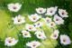 Blumenwiese Blumenwiese