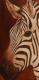 Zebra Zebra