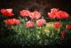 Mohnblumenwiese! Mohnblumenwiese!