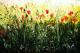 Blumenwiese! Blumenwiese!