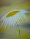 ---Blume ---Blume