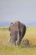 Long way home - dunjate Kunst in Acryl - Acryl auf Leinwand - Elefanten - Fotorealismus