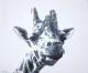 Guckst Du? - dunjate Kunst in Acryl - Acryl auf Leinwand - Wildtiere - Fotorealismus