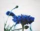 blaues Korn - dunjate Kunst in Acryl - Acryl auf Leinwand - Blumen - Fotorealismus
