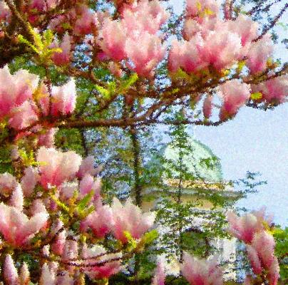 Frühlingsimpressionen - Unter dem Magnolienbaum - Wolfgang Bergter - Array auf  - Array - 