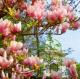 FrÃ¼hlingsimpressionen - Unter dem Magnolienbaum