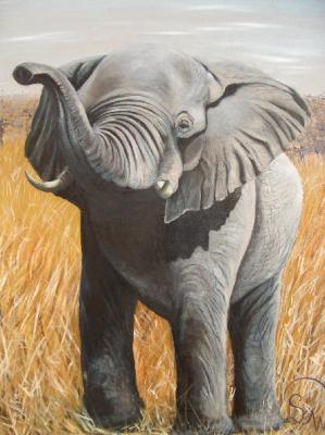 Junger Elefant - Simone Wilhelms - Array auf Array - Array - Array