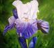 Iris Vive La France Iris Vive La France