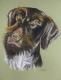 Jagdhund, Portrait in Pastell Jagdhund, Portrait in Pastell