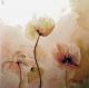Mohnblumen (2010) Mohnblumen (2010)