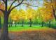 Buchenhain im Herbst - Rainer Hillebrand - - auf  - Wald-Herbst - Realismus