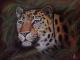 Dschungel Leopard Dschungel Leopard