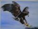 Steinadler Steinadler