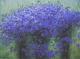 Kornblumen Kornblumen