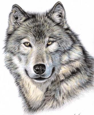 Der Wolf - Nicole Zeug - Array auf - Array - Array Der Wolf - Nicole Zeug - Array auf - Array - Array