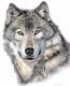 Der Wolf Der Wolf