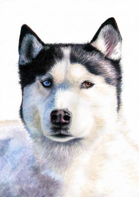 Husky Blue - Nicole Zeug - Array auf - Array - Array Husky Blue - Nicole Zeug - Array auf - Array - Array
