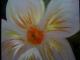 Die Blume Die Blume