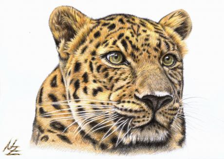Der Leopard - Nicole Zeug - Array auf Array - Array - Array Der Leopard - Nicole Zeug - Array auf Array - Array - Array