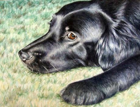 Flat Coated Retriever - Nicole Zeug - Array auf Array - Array - Array Flat Coated Retriever - Nicole Zeug - Array auf Array - Array - Array