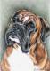 Boxer Balu Boxer Balu
