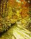 Herbstsonne im PfÃ¤lzer Wald  - G?nther Hofmann - Ãl auf Hartfaser - BÃ¤ume-Wald - Fotorealismus-GegenstÃ¤ndlich-Impressionismus-Naturalismus-Realismus