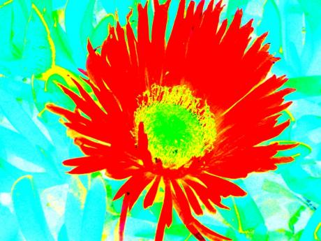Rote Blume - Kristin Gräfin von Montfort - Array auf - Array - Rote Blume - Kristin Gräfin von Montfort - Array auf - Array -
