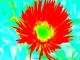 Rote Blume - Kristin GrÃ¤fin von Montfort - - auf  - Natur-Stimmungen - 
