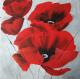 Mohn 2