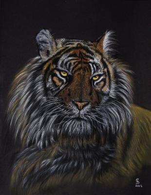 Bengal-Tiger - Jacqueline Scheib - Array auf Array - Array - Array