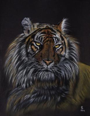 Bengal-Tiger - Jacqueline Scheib - Array auf Array - Array - Array Bengal-Tiger - Jacqueline Scheib - Array auf Array - Array - Array
