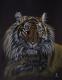 Bengal-Tiger Bengal-Tiger