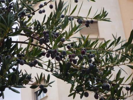 Oliven im Regen - Kristin Gräfin von Montfort - Array auf  - Array - 