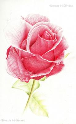 Between the rose and my soul V - Tamara Valdovino - Array auf  - Array - 
