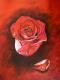 Rosenrot Rosenrot