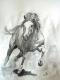 wilder Galopp wilder Galopp
