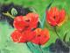 Klatschmohn 1 Klatschmohn 1