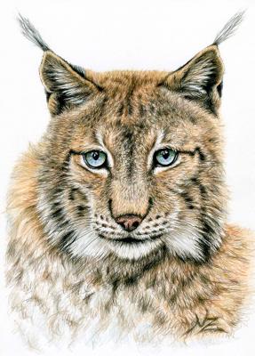Der Luchs - Nicole Zeug - Array auf - Array - Array Der Luchs - Nicole Zeug - Array auf - Array - Array