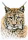 Der Luchs Der Luchs