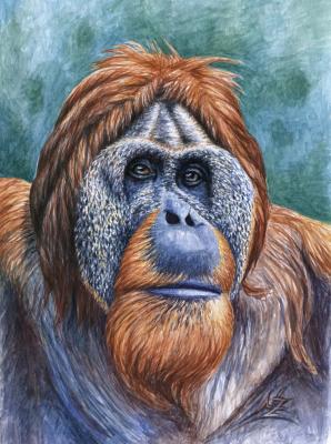 Der Orang Utan - Nicole Zeug - Array auf Array - Array - Array Der Orang Utan - Nicole Zeug - Array auf Array - Array - Array