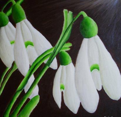 Die ersten Frühlingsblumen-die Schneeglöcken - Ivan Varga - Array auf Array - Array - Array