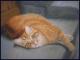 rote Katze rote Katze