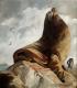 sea lion sea lion