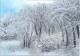 Winterwald 2 - Rainer Hillebrand - Acryl auf Pappe - Schnee-Wald - Realismus