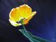 Gelbe Tulpe - Heike Ziethen - Ãl auf Leinwand - Blumen-Stillleben - GegenstÃ¤ndlich-Klassisch-Naturalismus-Realismus
